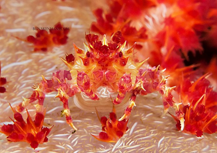 Леденцовый краб