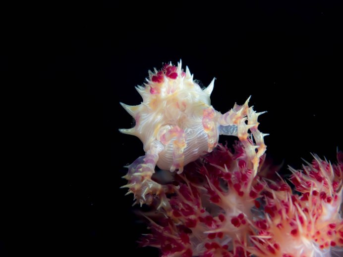 Крабы на Аляске