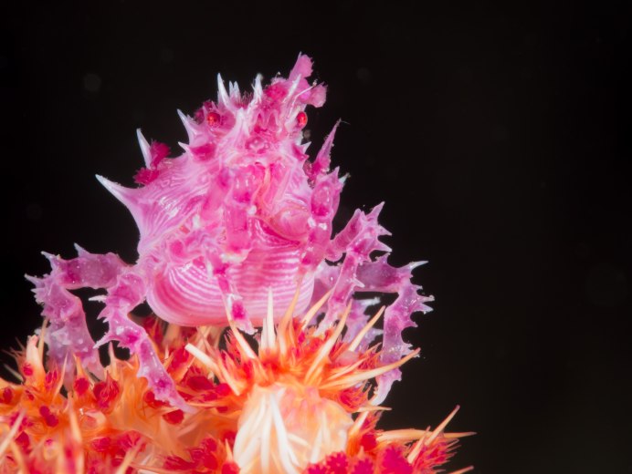 Карамельный краб самые удивительные снимки