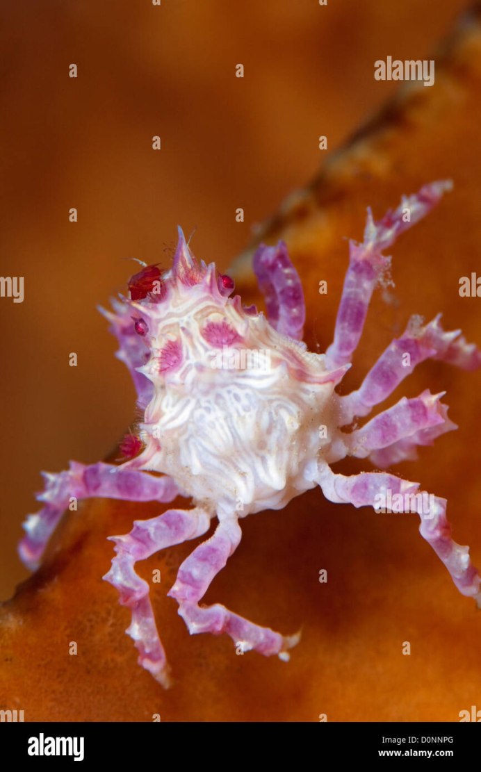 Наземные Крабы