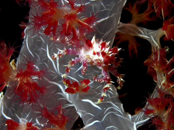 Конфетный краб