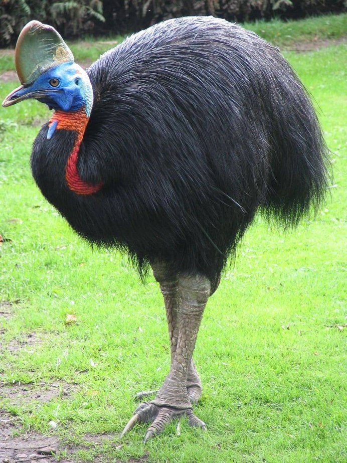 Шлемоносный казуар (casuarius casuarius);
