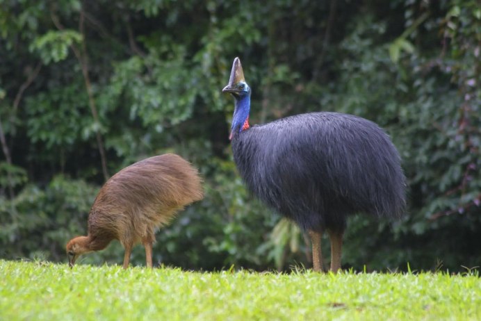 Casuarius casuarius
