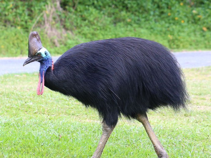 Casuarius casuarius