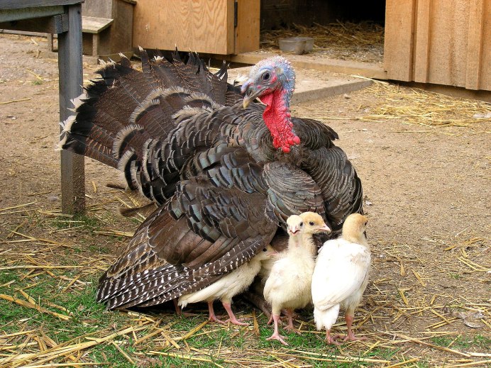 Индейка бронзовая широкогрудая Bronze -708