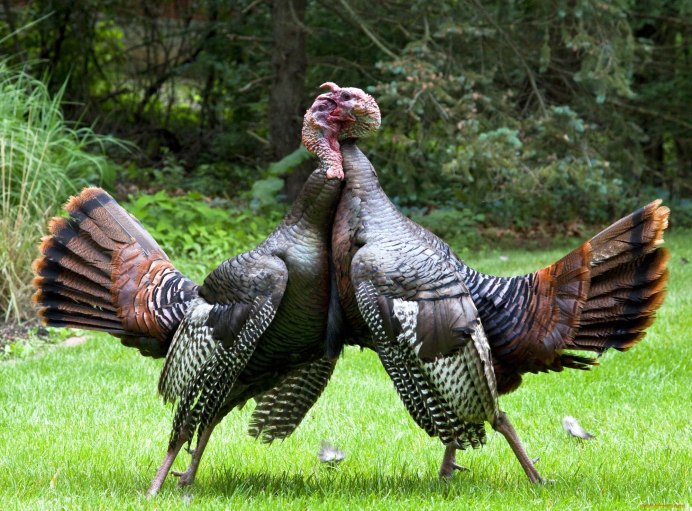 Отряд индюков