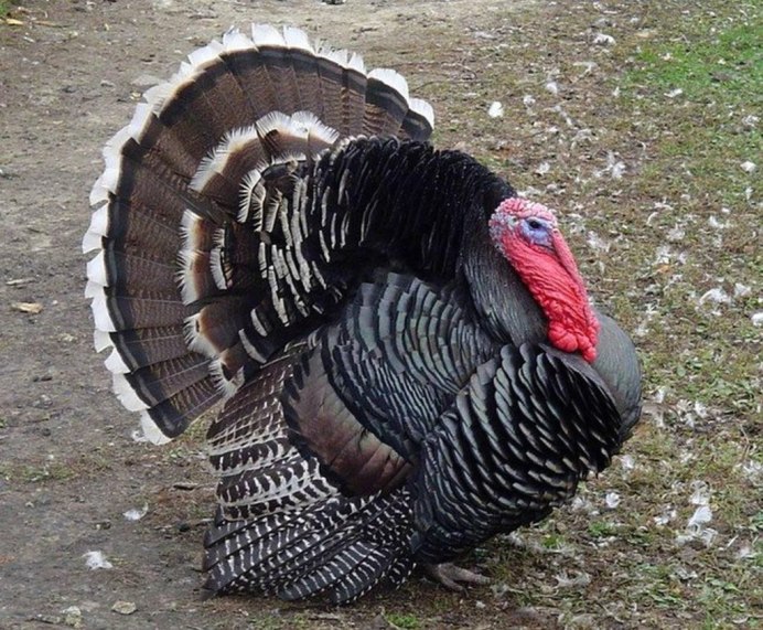 Бройлерные индюки Биг 6