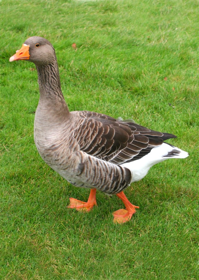 Индюк индюшка индюшонок