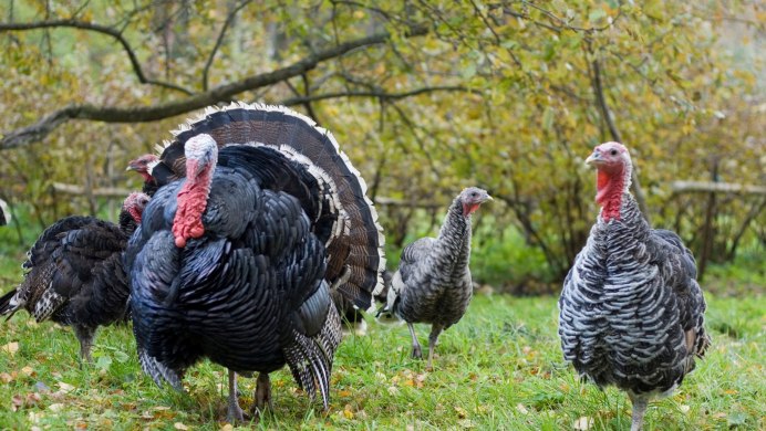 Индюк индюшка индюшонок