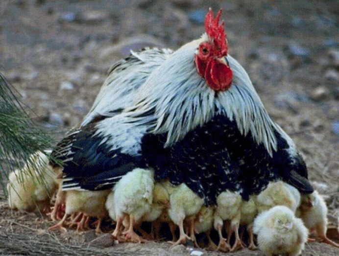 Гигантские куры