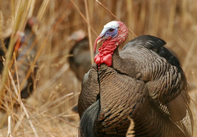 Дикий американский индюк
