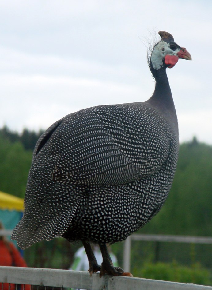 Цесарка крапчатая