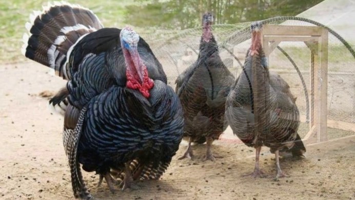 Прикольная индюшка