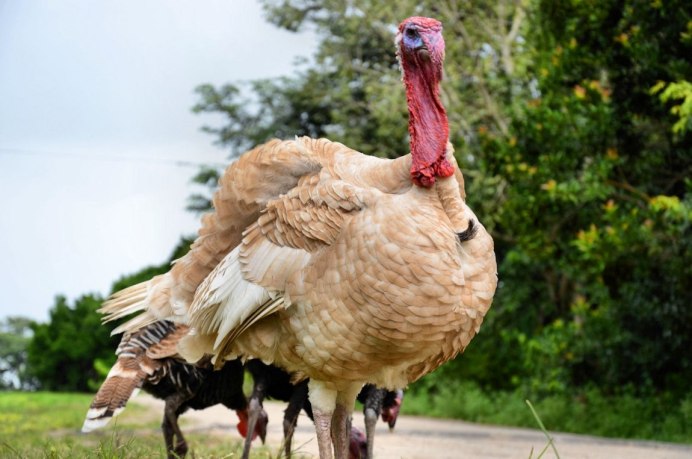 Широкогрудая палевая индейка