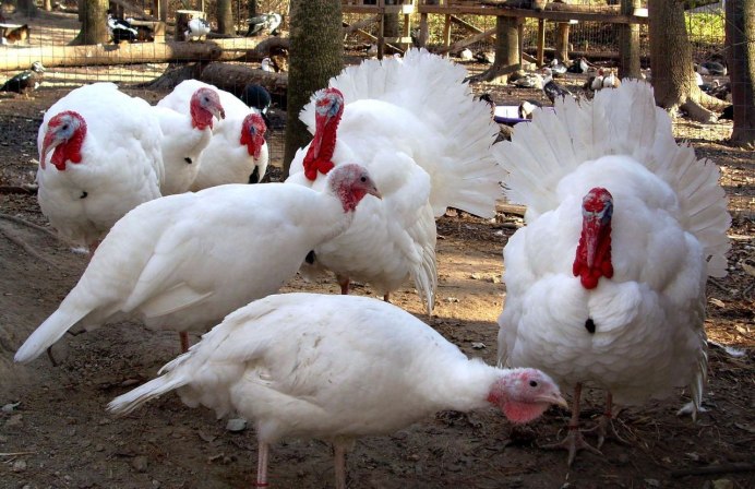 Большие гуси