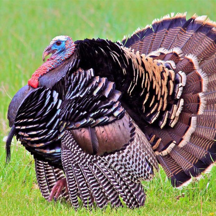 Индюк бронзовый широкогрудый