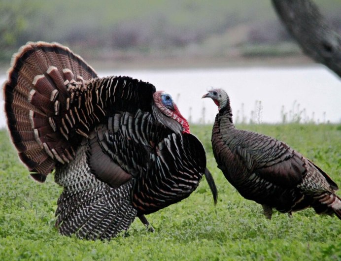 Индюк бронзовый широкогрудый