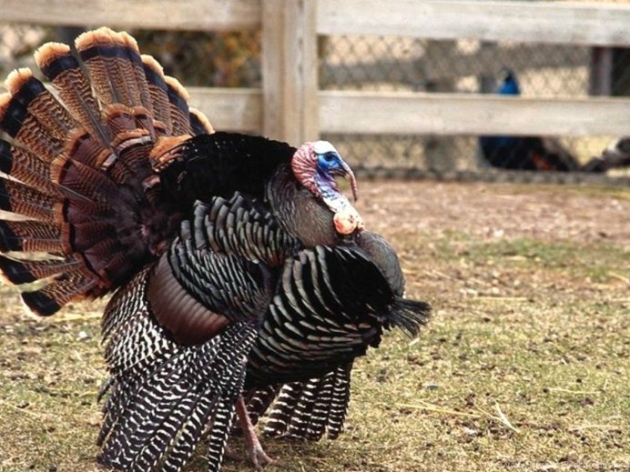 Индюк обыкновенный