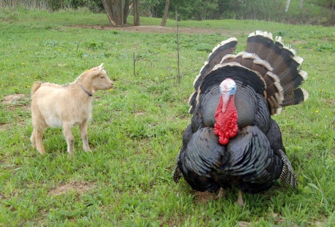 Индюк канадский широкогрудый