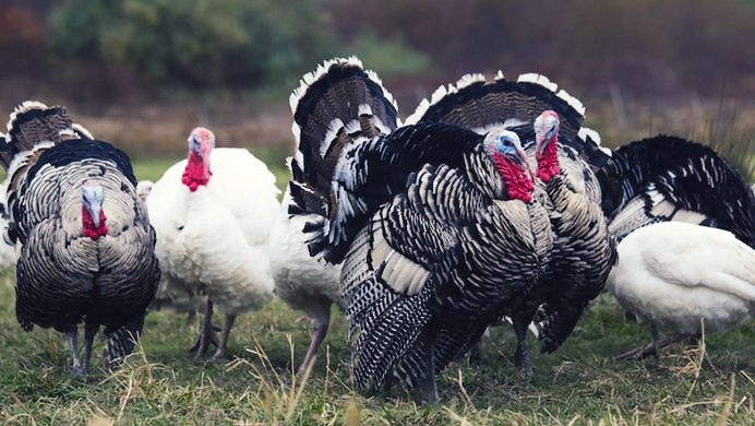 Индейки графства Норфолк