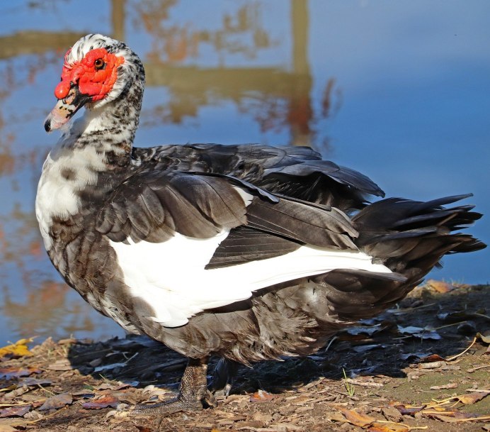 Утка мускусная barbarie