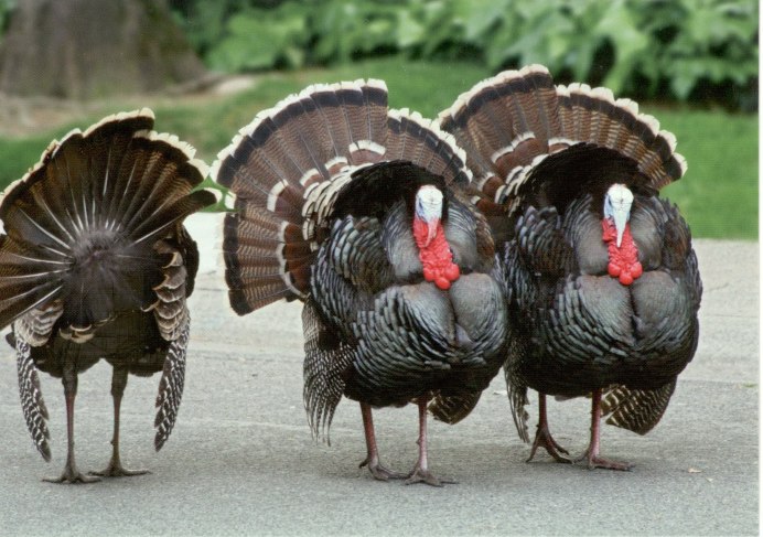 Гуси ландские хохлатые