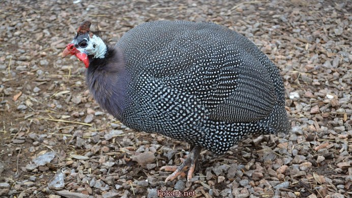 Канадская широкогрудая индейка