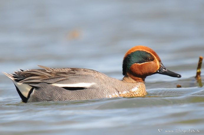 Callonetta leucophrys