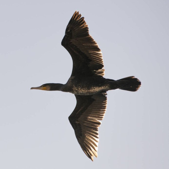 Больших Бакланов (Phalacrocorax Carbo)