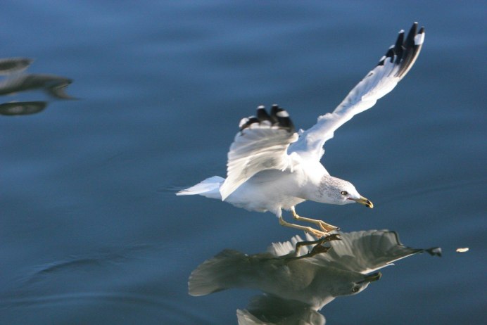 Bird's body photo