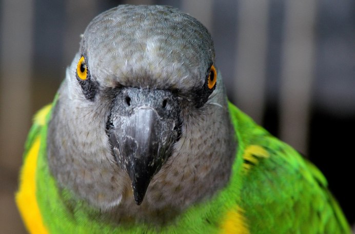 Сенегальский длиннокрылый попугай