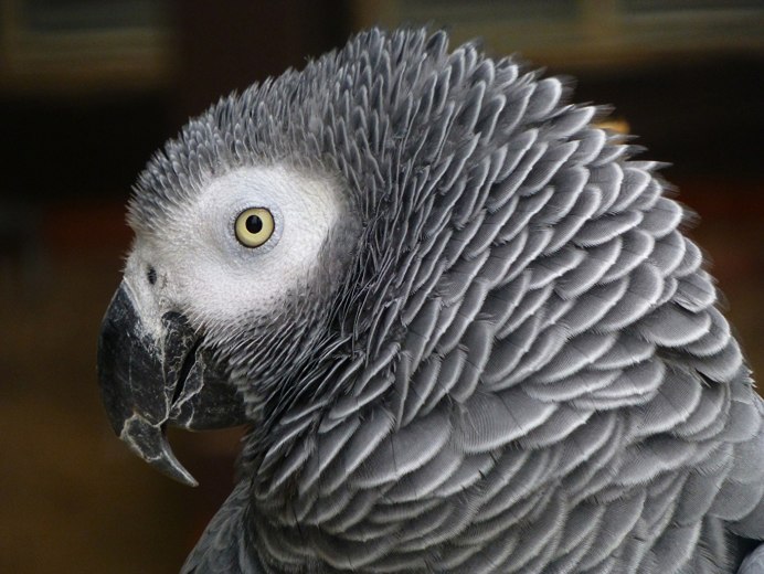 Попугай лорикет синий