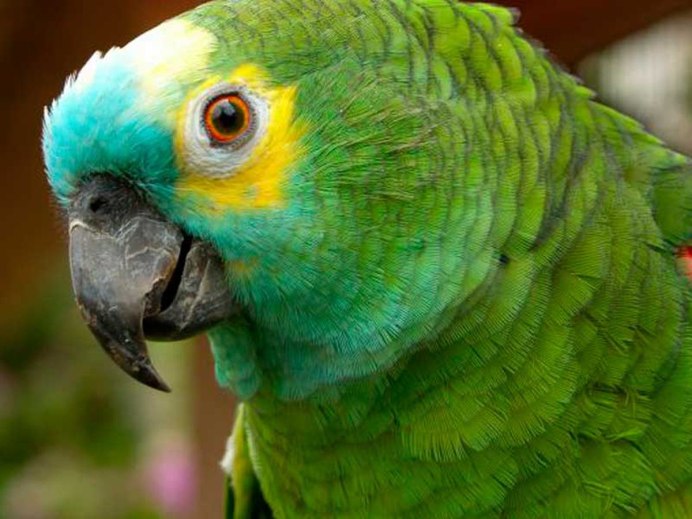 Попугай ара