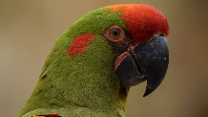 Попугай селективный