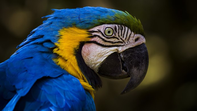 Желто зеленый попугай