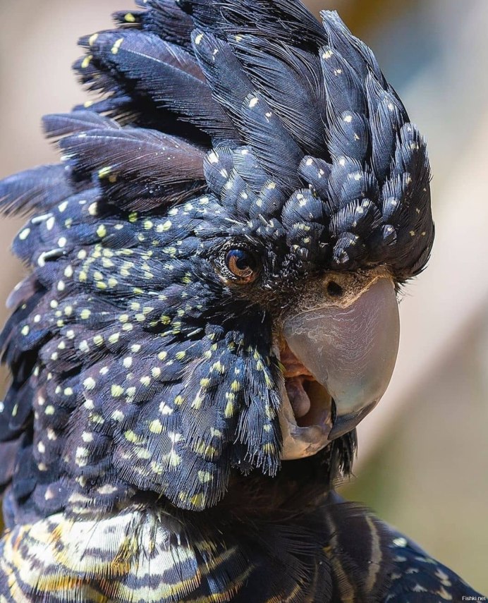 Попугай с красным клювом