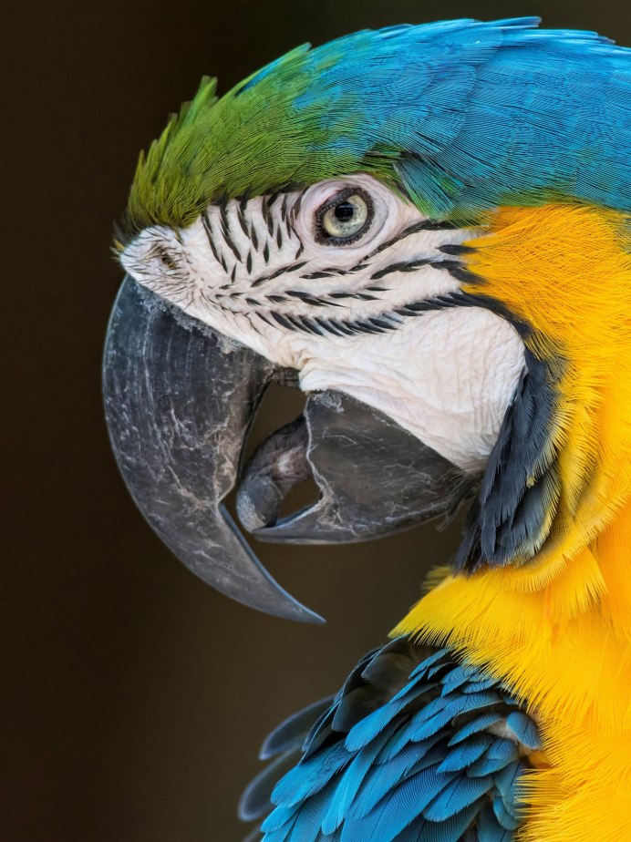 Певчий желтый попугай лютино