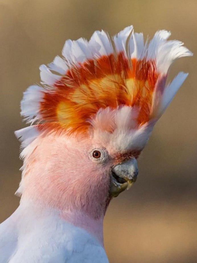 Попугай ара зеленокрылый