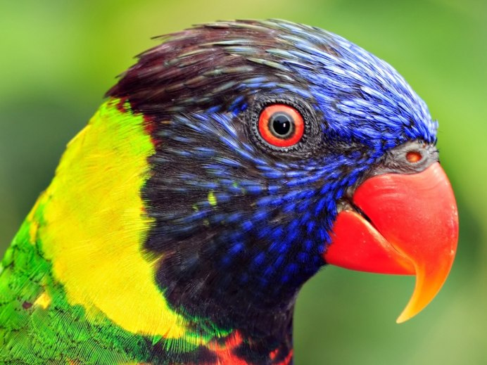Попугай ара голова
