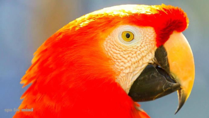 Морда попугая