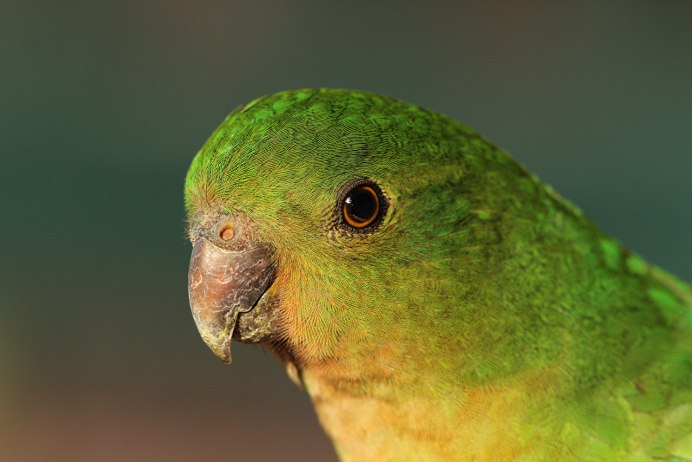 Blue Fronted Amazon Parrot