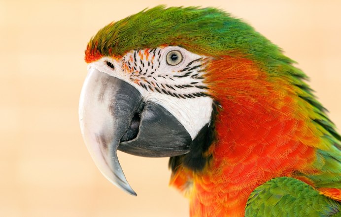 Красноголовый Какаду попугай