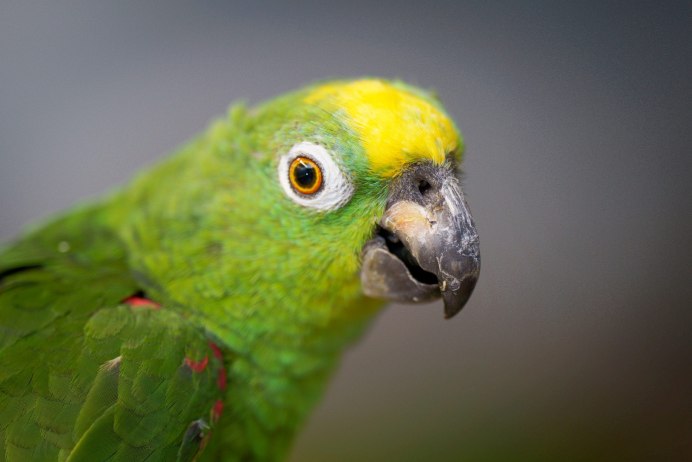 Амазон и ожереловый попугай