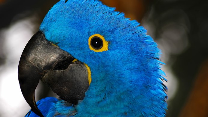 Попугай руководитель