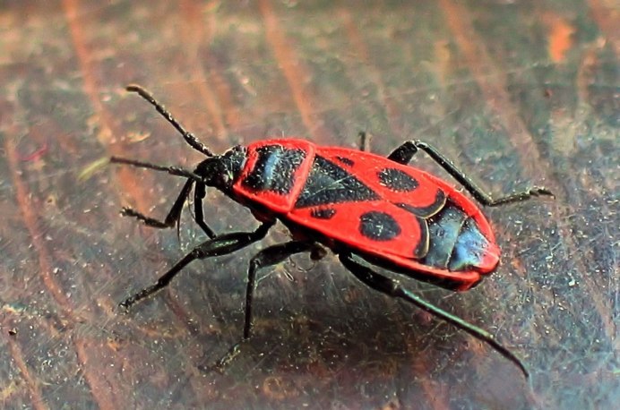Клоп-солдатик Pyrrhocoris