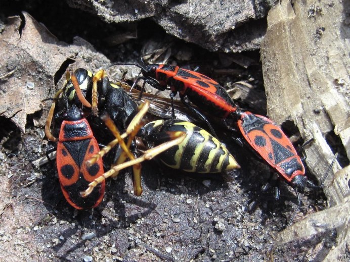 Клоп-солдатик – Pyrrhocoris apterus
