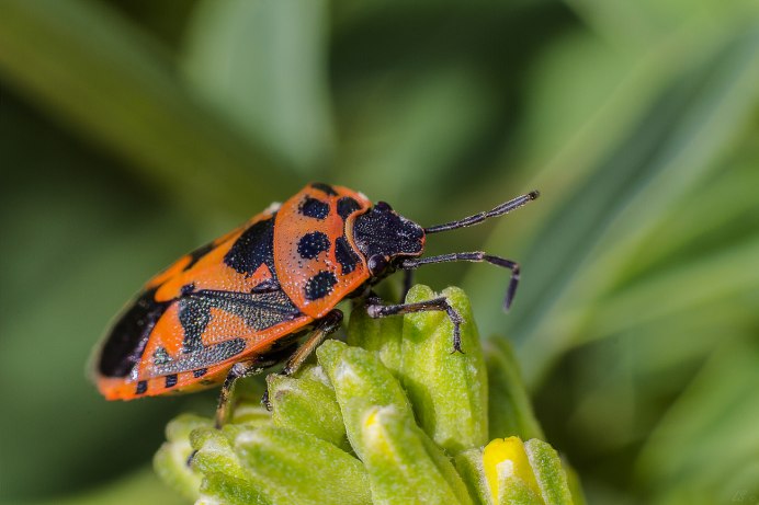 Клоп-солдатик – Pyrrhocoris apterus