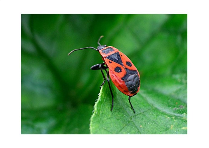 Клоп-солдатик Pyrrhocoris