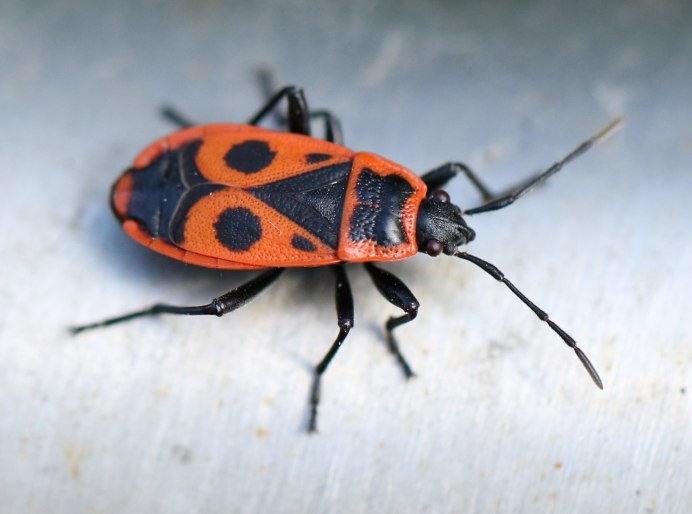 Клоп-солдатик – Pyrrhocoris apterus
