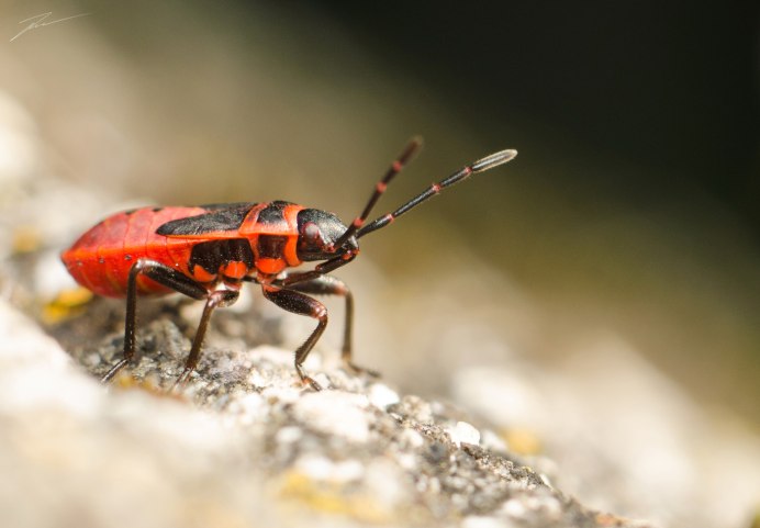 Клоп-солдатик – Pyrrhocoris apterus